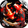Koi